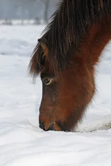 Iceland Horse, gelding, looking for food in snow, Germany Iceland Horse, gelding, looking for food in snow, Germany