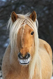 Iceland Horse in winter, mare, portrait, Germany Iceland Horse in winter, mare, portrait, Germany