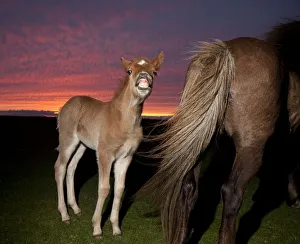 Icelandic foal smiling with mare at sunset Icelandic foal smiling with mare at sunset