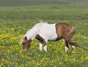 Icelandic horse on a flower meadow, Iceland, Europe Icelandic horse on a flower meadow, Iceland, Europe