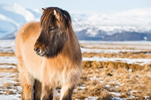 A Icelandic horse with the snowy mountain A Icelandic horse with the snowy mountain