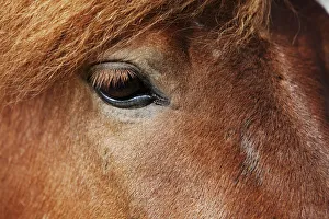 Icelandic horse, detail view of the eye, southern Iceland, Iceland, Europe Icelandic horse, detail view of the eye, southern Iceland, Iceland, Europe