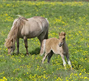 Icelandic horses on a flower meadow, Iceland, Europe Icelandic horses on a flower meadow, Iceland, Europe