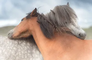 icelandic horses hug each other