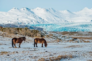 The Icelandic horses with the snowy mountain The Icelandic horses with the snowy mountain