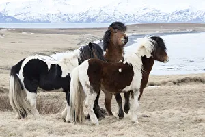 Icelandic horses with thick manes and coats protecting from cold, Akureyri, North Iceland Icelandic horses with thick manes and coats protecting from cold, Akureyri, North Iceland
