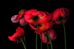 Icelandic Poppies - The View From Down Below Icelandic Poppies - The View From Down Below