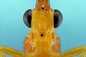 <b class=qtipBold><figcaption>Ichneumon Wasp</figcaption></b><br>Insects On Earth, 492313247<br><em>© Donald Jusa</em> Ichneumon Wasp