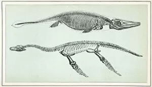 Images Dated 18th February 2013: Ichthyosaurus and Plesiosaurus