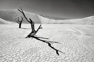 The iconic dead acacia trees of Deadvlei in Namibia photographed in Infrared, Namib-Naukluft National Park, Namibia The iconic dead acacia trees of Deadvlei in Namibia photographed in Infrared, Namib-Naukluft National Park, Namibia