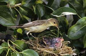 Icterine Warbler -Hippolais icterina-, adult bird at the nest shortly before taking over Icterine Warbler -Hippolais icterina-, adult bird at the nest shortly before taking over