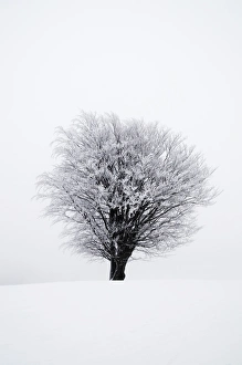 Icy tree in winter, Lower Saxony, Germany, Europe Icy tree in winter, Lower Saxony, Germany, Europe