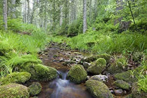 Idyllic mountain stream in the northern Black Forest, Forbach, Herrenwies Idyllic mountain stream in the northern Black Forest, Forbach, Herrenwies