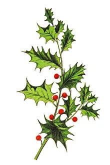 Ilex aquifolium (holly, common holly, English holly, European holly, or occasionally Ilex aquifolium (holly, common holly, English holly, European holly, or occasionally