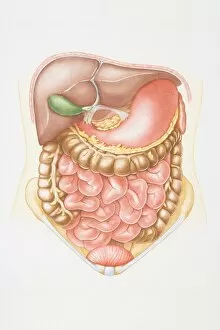 Illustration of abdominal cavity including liver, pancreas, stomach, small intestine, colon and bladder