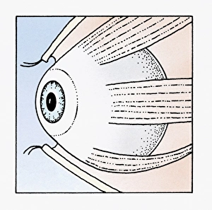 Illustration of abducens nerve that controls lateral rectus muscle of the human eye Illustration of abducens nerve that controls lateral rectus muscle of the human eye