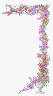 Illustration of abundance of multi colored Bougainvillea growing on trellis from white urn Illustration of abundance of multi colored Bougainvillea growing on trellis from white urn