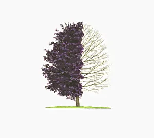 Illustration of Acer platanoides Crimson King (Norway Maple Illustration of Acer platanoides Crimson King (Norway Maple