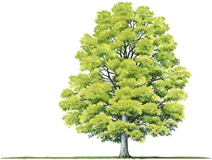 Illustration of Acer saccharum (Sugar Maple), a deciduous tree showing shape of canopy and summer leaves Illustration of Acer saccharum (Sugar Maple), a deciduous tree showing shape of canopy and summer leaves