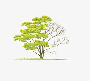 Illustration of Acer shirasawanum Aureum (Golden Full Moon Maple Illustration of Acer shirasawanum Aureum (Golden Full Moon Maple