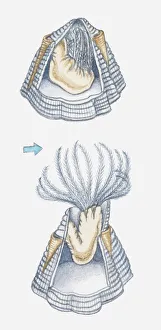 Illustration of acorn barnacle at low tide, keeping upper plates closed over feeding Illustration of acorn barnacle at low tide, keeping upper plates closed over feeding