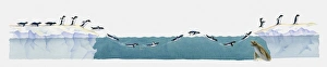 Illustration of Adelie penguins (Pygoscelis adeliae) moving from land through water Illustration of Adelie penguins (Pygoscelis adeliae) moving from land through water