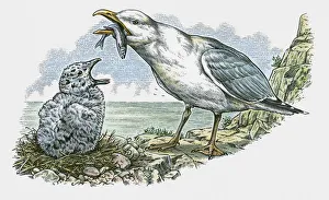 Illustration of adult feeding fish to hungry young Seagull on nest on top of cliff Illustration of adult feeding fish to hungry young Seagull on nest on top of cliff