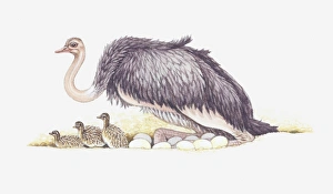 Illustration of adult ostrich with nest full of eggs and newly hatched baby ostriches Illustration of adult ostrich with nest full of eggs and newly hatched baby ostriches
