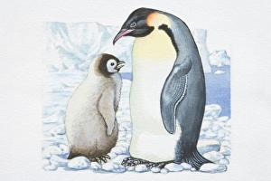Illustration, adult Penguin (Sphenisciformes) standing opposite Chick on glacier Illustration, adult Penguin (Sphenisciformes) standing opposite Chick on glacier