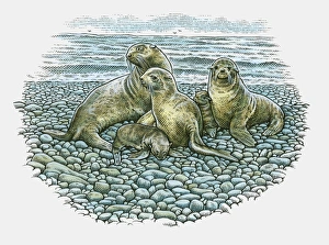 Illustration of adult Sea Lions and pups on rocky beach Illustration of adult Sea Lions and pups on rocky beach
