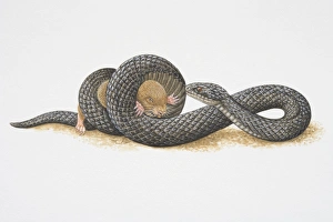 Illustration, African Mole Snake (Pseudaspis cana) coiling its body tightly around small Illustration, African Mole Snake (Pseudaspis cana) coiling its body tightly around small