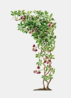 Illustration of Akebia quinata (Fiveleaf Akebia), deciduous to semi-evergreen twining Illustration of Akebia quinata (Fiveleaf Akebia), deciduous to semi-evergreen twining