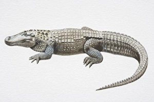Illustration, American Alligator (Alligator mississippiensis) with slit-like eyes Illustration, American Alligator (Alligator mississippiensis) with slit-like eyes