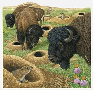 Illustration of American Bison looking at burrow and Black-tailed Prairie Dog Illustration of American Bison looking at burrow and Black-tailed Prairie Dog