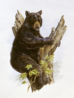 Illustration of American Black Bear (Ursus americanus) sitting in fork of tree Illustration of American Black Bear (Ursus americanus) sitting in fork of tree