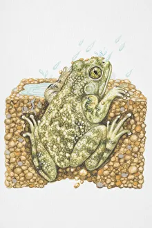 Illustration, American Spadefoot Toad (Scaphiopus sp.) peeking out from burrow in the rain, rear view Illustration, American Spadefoot Toad (Scaphiopus sp.) peeking out from burrow in the rain, rear view