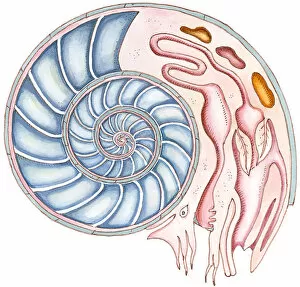Ammonite Gallery: Illustration of Ammonite showing cross section of spiral, and internal organs