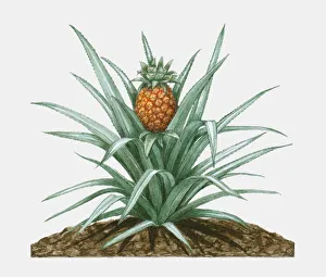 Illustration of Ananas comosus (Pineapple), herbaceous perennial plant showing green Illustration of Ananas comosus (Pineapple), herbaceous perennial plant showing green