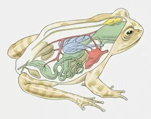 Illustration of anatomy of frog