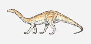 Illustration of an Anchisaurus, early Jurassic period Illustration of an Anchisaurus, early Jurassic period
