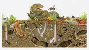Illustration of animals above ground and in burrows Illustration of animals above ground and in burrows