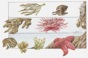 Illustration of animals living on the shore beneath beach surface, channelled wrack Illustration of animals living on the shore beneath beach surface, channelled wrack