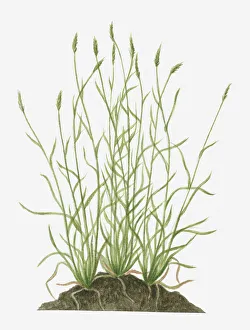 Illustration of Anthoxanthum odoratum (Sweet Vernal Grass) wild grass with flower spikes growing on mound Illustration of Anthoxanthum odoratum (Sweet Vernal Grass) wild grass with flower spikes growing on mound