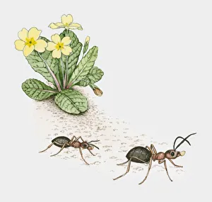 Illustration of ants carrying primrose seeds Illustration of ants carrying primrose seeds