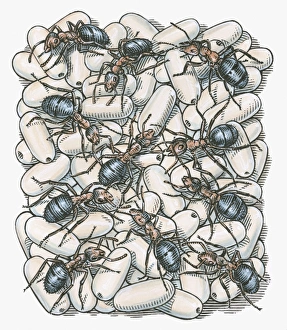 <b class=qtipBold><figcaption>Illustration of ants on top of eggs</figcaption></b><br><em>© This content is subject to copyright.</em> Illustration of ants on top of eggs
