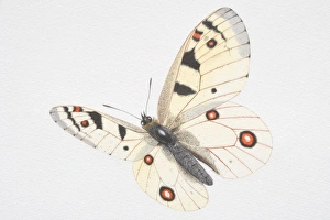 Illustration, Apollo (Parnassius apollo), white butterfly with red and black spots Illustration, Apollo (Parnassius apollo), white butterfly with red and black spots