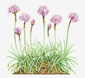 Illustration of Armeria maritima (Thrift, Sea pink), leaves and clusters of pink flowers