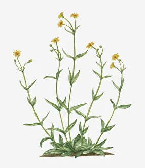 Illustration of Arnica montana (Leopard's Bane) bearing yellow flowers on tall stems Illustration of Arnica montana (Leopard's Bane) bearing yellow flowers on tall stems