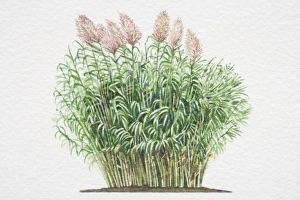 Illustration, Arundo donax, Giant Reed, dense leafy stalks and silky awns Illustration, Arundo donax, Giant Reed, dense leafy stalks and silky awns