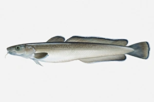 Illustration of Atlantic Common Ling (Molva molva) fish Illustration of Atlantic Common Ling (Molva molva) fish